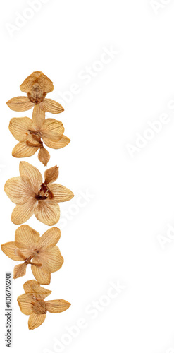 pressed dried mini orchids PNG cutout