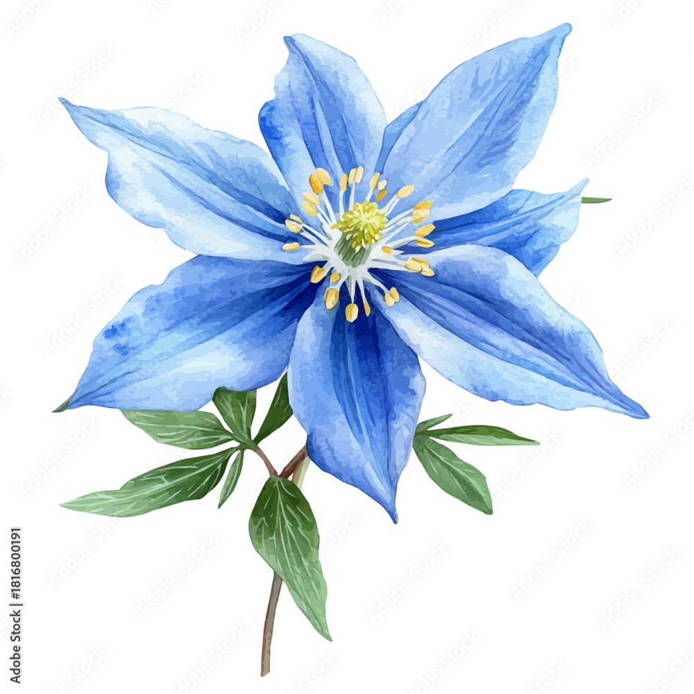 Fototapeta premium Columbine Flower, watercolor vector, isolated on a white background.