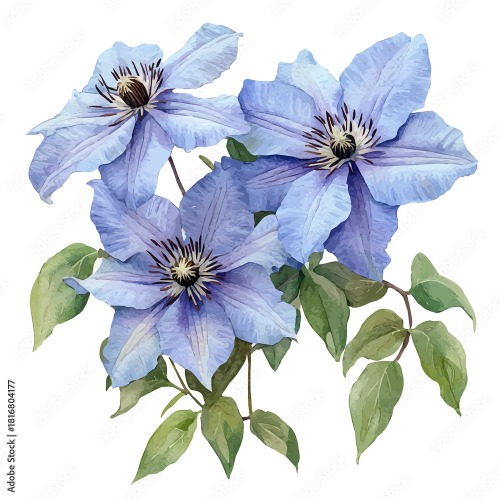 Fototapeta premium Clematis Flower, watercolor painting vector, isolated on a white background.