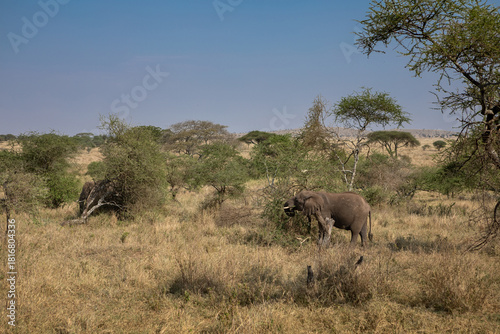 Beautiful elephants in the African savannah. National Park. Sunny day.