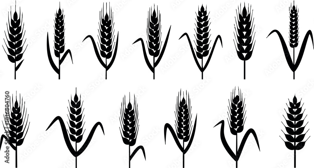 Naklejka premium Wheat ears silhouette vector set with different designs natural grain elements agricultural concept