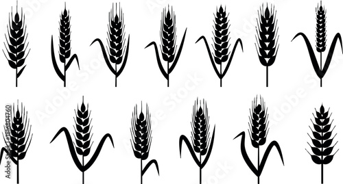 Wheat ears silhouette vector set with different designs natural grain elements agricultural concept