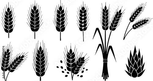 Wheat ears set black silhouettes different shapes and styles isolated on white background vector illustration