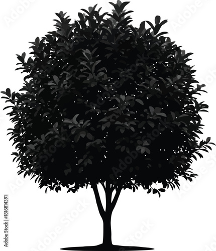 A striking silhouette of a mature, leafy tree with a full, rounded crown and sturdy trunk, isolated on