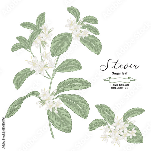 Medical plant stevia. Sweet leaf, also called sugar leaf. Vector illustration. Hand drawn.