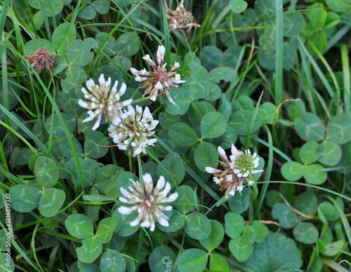 White creeping (Trifolium repens) clover grows in nature