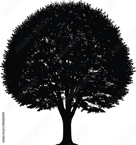 Black silhouette of a mature deciduous tree with a full, dense canopy and branching, isolated on