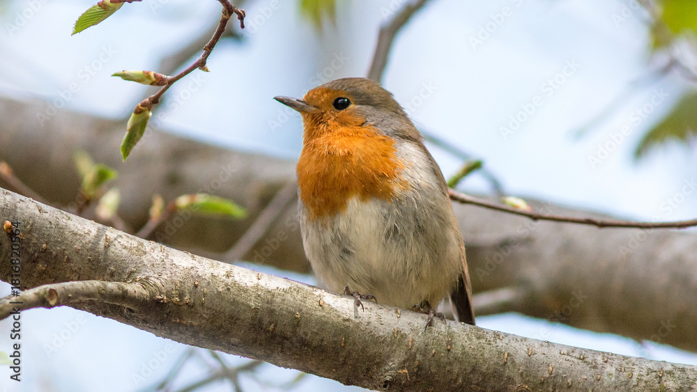Fototapeta premium robin on a branch