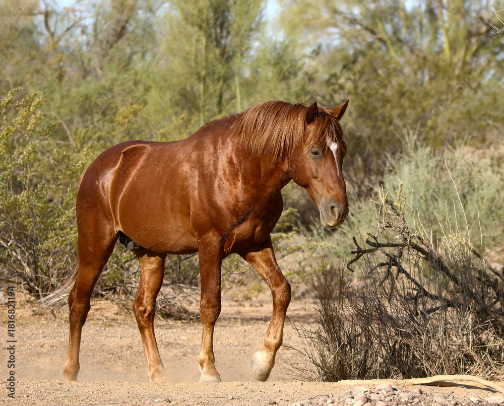 Fototapeta premium Wild Stallion in the Desert 