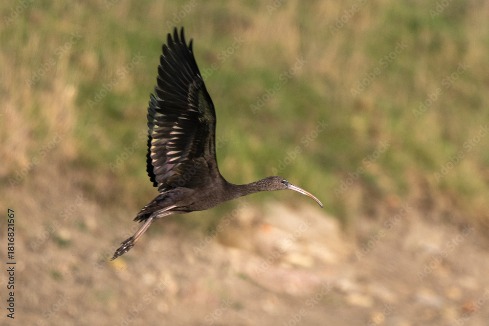 Fototapeta premium Ibis falcinelle