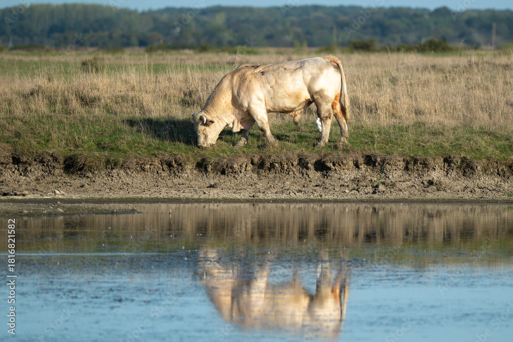 Naklejka premium Taureau race Maraichine, Marais Breton, Marais Vendéen, Vendée, 85, France