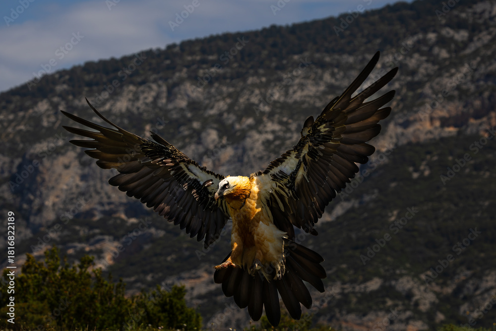 Obraz premium Aves salvajes