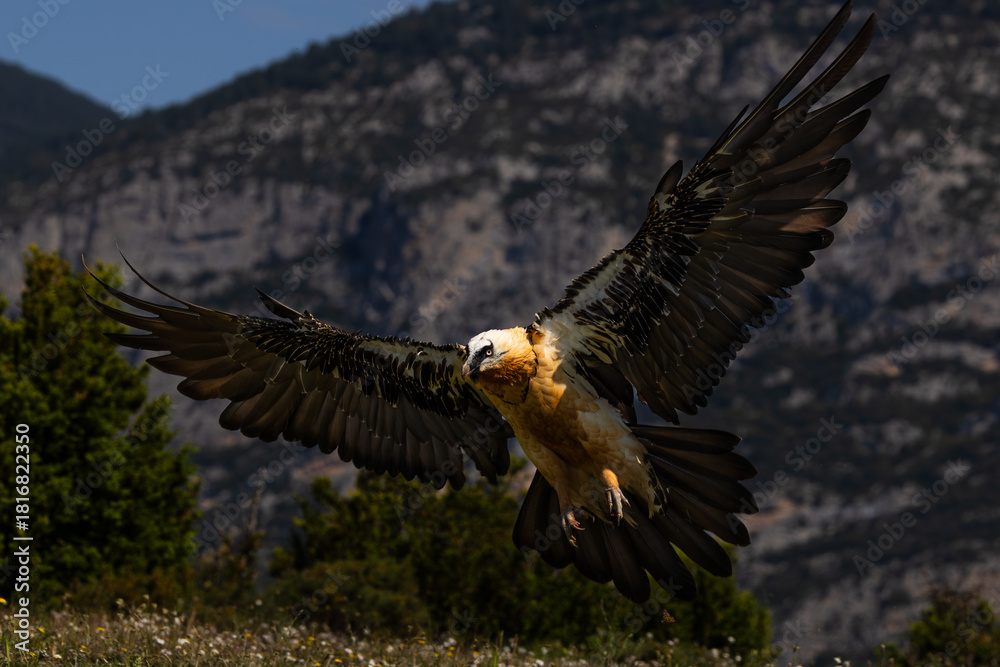 Naklejka premium Aves salvajes