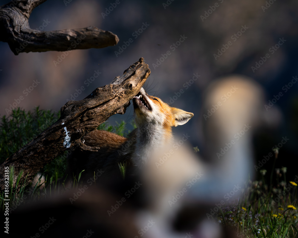 Fototapeta premium zorro