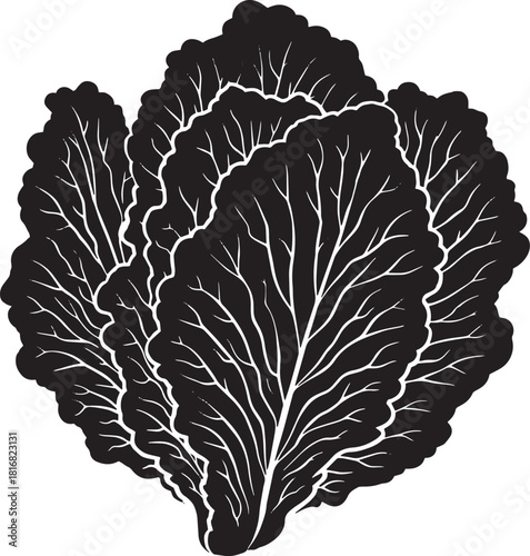 Vector Illustration of Napa Cabbage Plant Head in Black and White Minimalist Vegetable Graphic