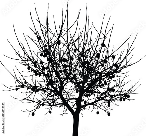 Striking black silhouette of a dormant tree with sparse fruit remnants on its intricate branches, isolated on