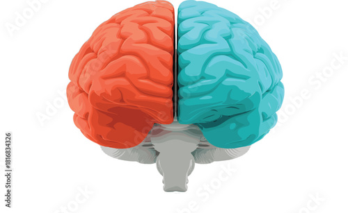 Human Brain Hemispheres Left and Right 3D Medical Anatomy Vector