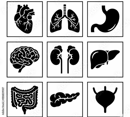 Human Internal Organs Icon Set: Heart, Lungs, Brain, Liver, and Digestive System Silhouettes for Medical and Healthcare Design
