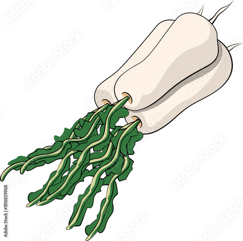 김치 재료 일러스트레이션