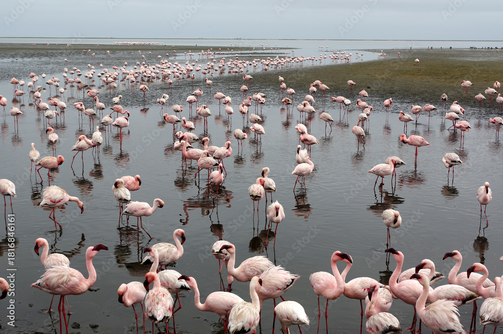 Fototapeta premium Flamants rose a Swakopmund, Namibie