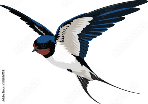 Beautiful flying swallow bird vector illustration with blue wings and red throat isolated on white background for spring nature design and tattoo art.