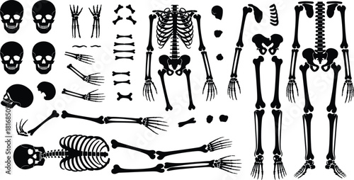 Human skeleton parts illustration set featuring skulls, ribcage, limbs, joints, full skeletons, anatomical bone diagrams, scientific vector graphics for medical, educational, and design purposes.