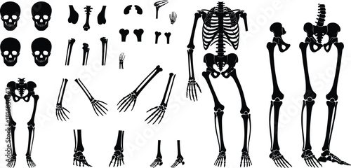 Human skeleton and bone illustration set featuring anatomical parts, skulls, limbs, joints, full skeletons, and educational vector diagrams for medical, science, and design use.