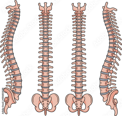 human spine anatomy showing front back and side views with vertebrae sacrum and coccyx for medical orthopedic diagrams and chiropractic education.