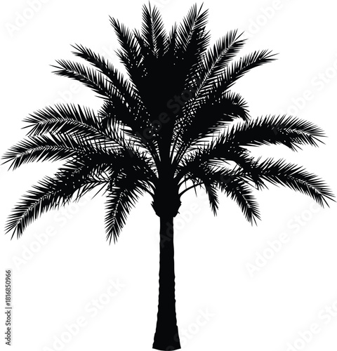 Striking black silhouette of a date palm tree with a sturdy trunk and abundant fronds, symbolizing tropical paradise, isolated on
