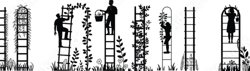 Vector set of gardeners on ladders tending climbing plants and flowers, featuring detailed silhouettes for garden maintenance, nature illustrations, horticulture designs, and outdoor projects.