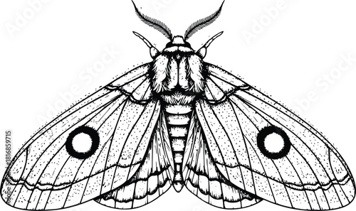 Detailed Hand Drawn Vector Illustration of a Beautiful Moth with Prominent Eyespots on Its Forewings Isolated Against a Pure White Background for Nature and Entomology Designs