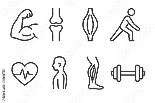 Muscle Health Icons. Muscle health concept linear icon set: flexing arm, joint connection, tendons, stretching, heart pulse, posture, leg muscle, dumbbell , medical precision with
