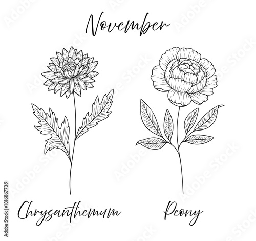 November birth flowers chrysanthemum and peony, line art vector illustrations set, black and white botanical drawing. Elegant floral sketch, hand drawn monochrome flower design, tattoo style.