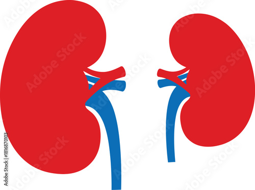 Detailed illustration of human kidneys with blue veins and arteries on transparent background