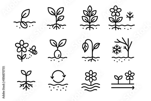 Plant Growth Cycle. Plant Life Rhythm Set linear icon set: germination seed, young shoot, leafy growth, flowering phase, pollination symbol, seed formation, drying leaf, seasonal