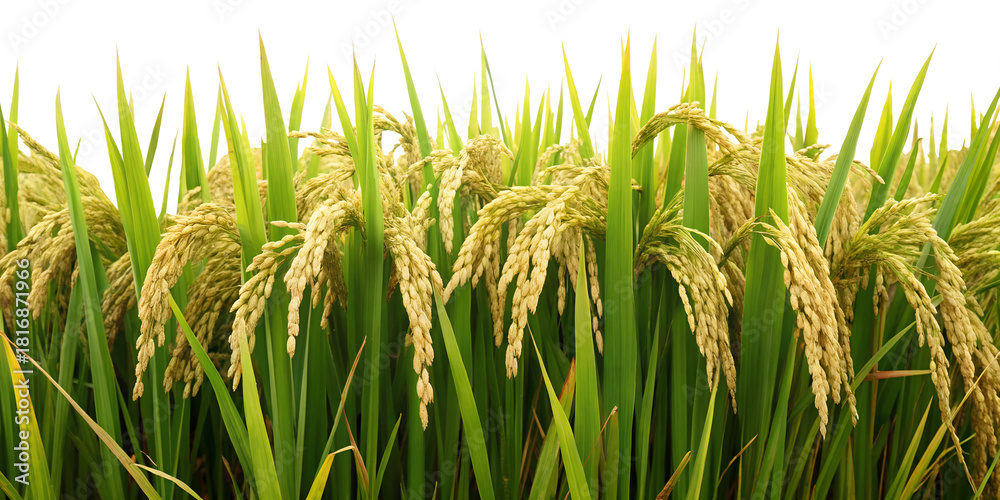 Obraz premium Golden rice grains in lush green paddy field close-up on transparent background PNG
