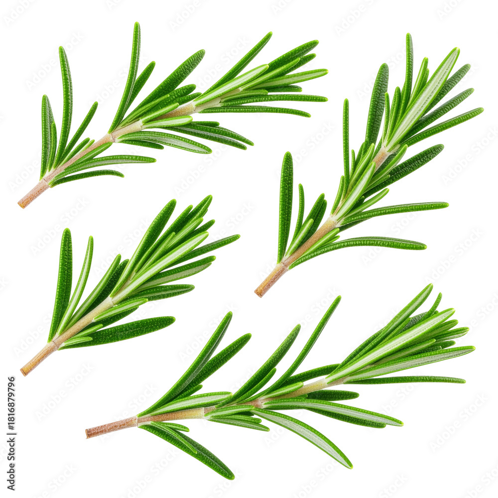 Fototapeta premium Fresh rosemary leaves on a white transparent background PNG