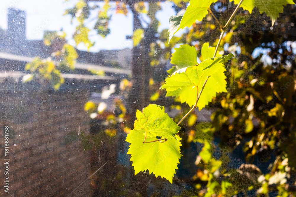 Naklejka premium view of vineyard leaves through window glass