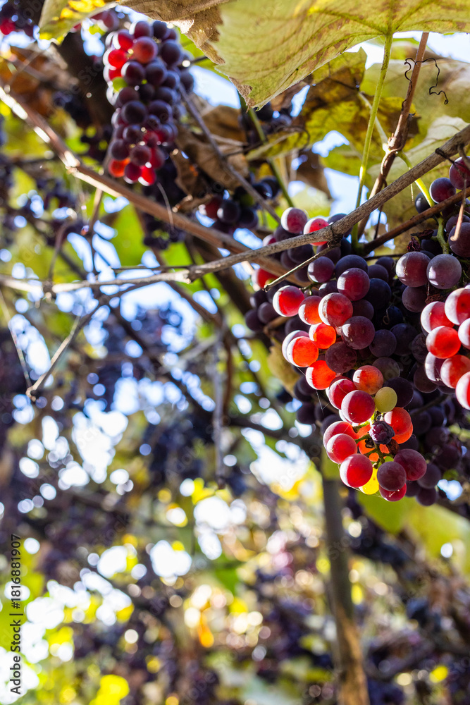 Naklejka premium bunches of red Isabella grapes illuminated by sun