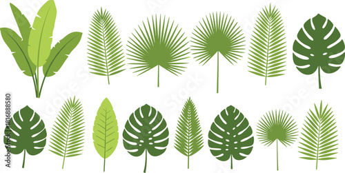 Tropical leaf vector collection, botanical foliage illustration, green jungle leaves set, palm and monstera plant elements, nature graphic design