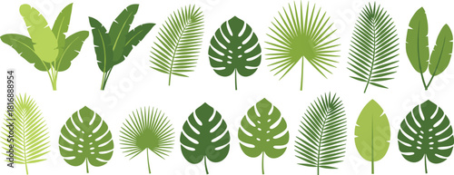 Tropical leaf vector collection, botanical foliage set, green jungle plants illustration, palm and monstera leaves, exotic nature graphic design elements