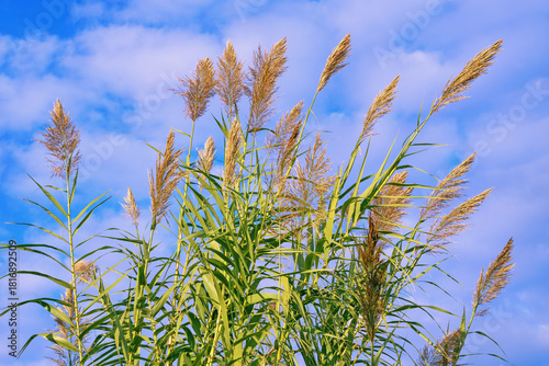 Green leaves and flowers of Giant reed Arundo donax against blue sky and clouds