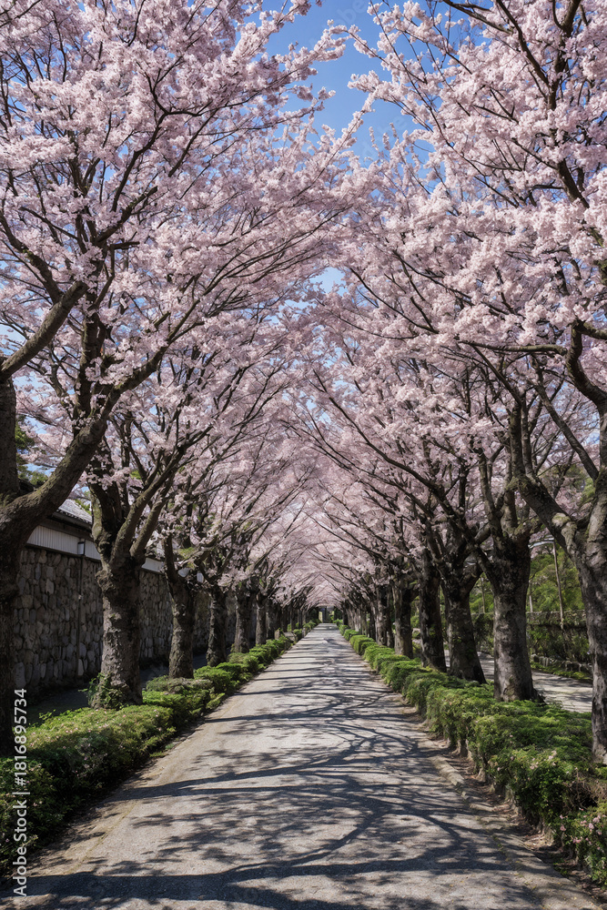 Fototapeta premium Perspective view of a country lane leading under a romantic archway of pink cherry blossoms on a sunny spring day