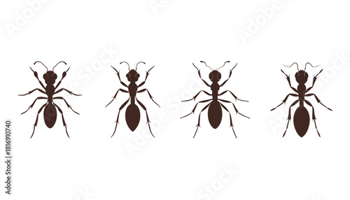 Collection of Ant silhouettes vector illustration