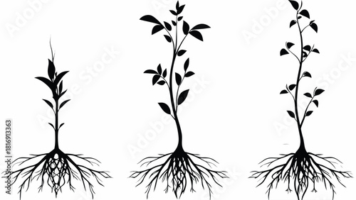 Growth stages of plant with roots, showing development from sprout to maturity, ideal for agricultural, botanical, or educational content, vector origin