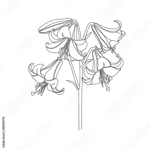 Intricate line drawing of a cluster of bell shaped flowers on a stem