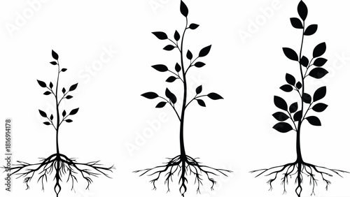 Growth stages illustrated with three black silhouette saplings showing roots and leaf development, ideal for visualizing progress and development concepts