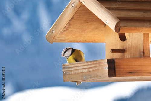 Blaumeise am Futterhäuschen