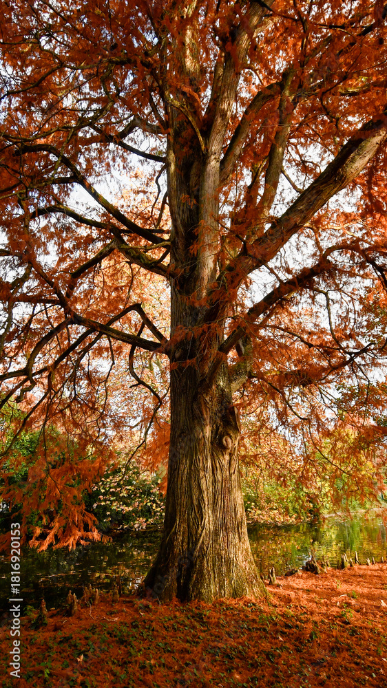 Naklejka premium Couleurs d'automne