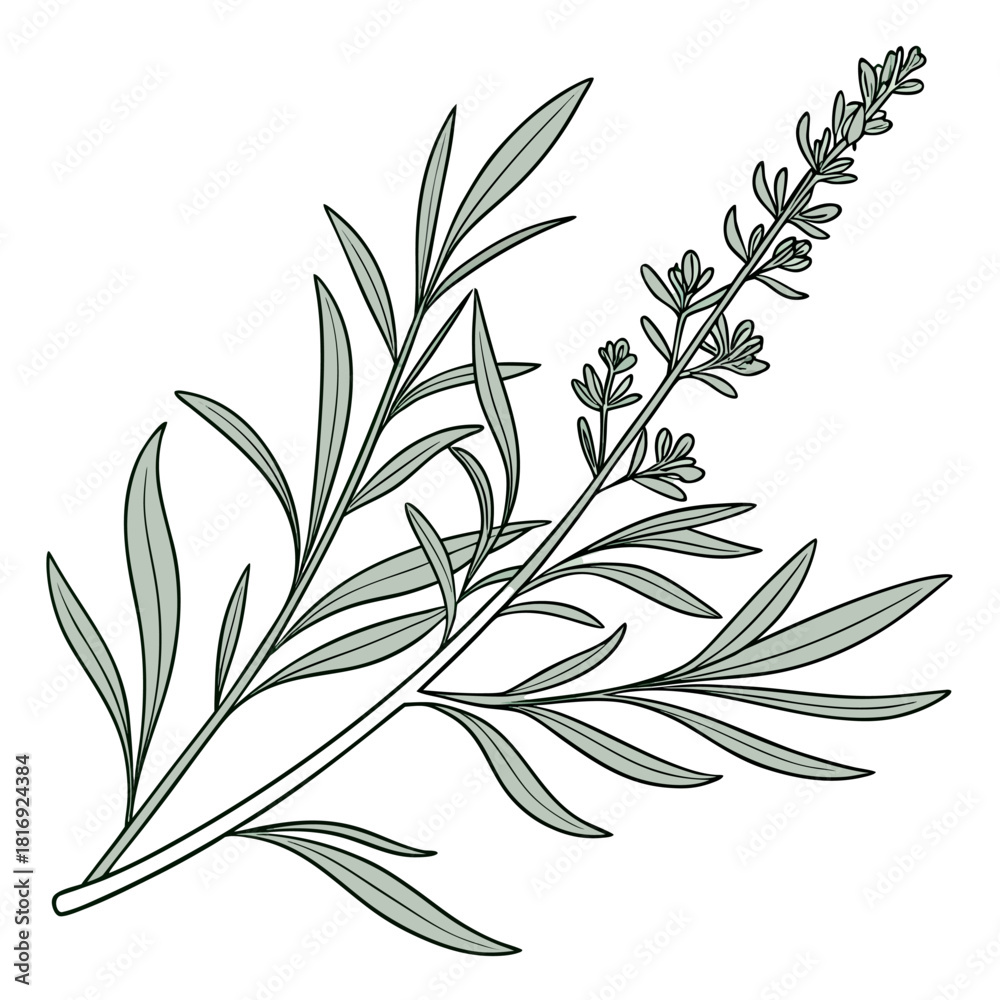 Fototapeta premium artemisia ludoviciana with leaves